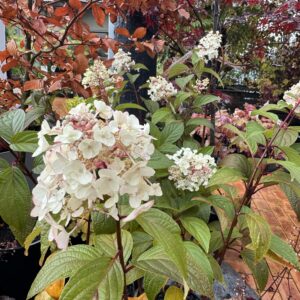 Hydrangea Candlelight 7.5L