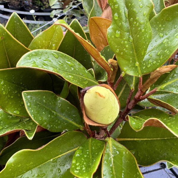 Magnolia grandiflora 'Little Gem' 25L bag- 1.5m plus grade