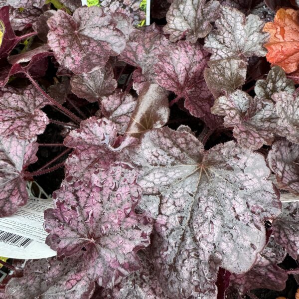 Heuchera 'Grape Expectations' 1.2L