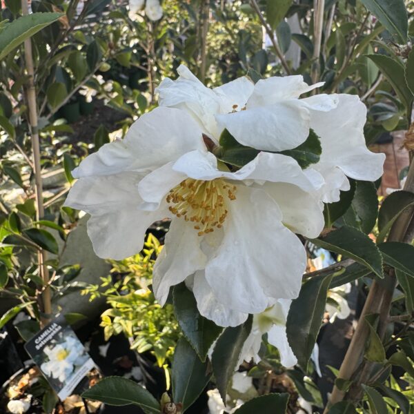 Camellia 'Setsugekka'