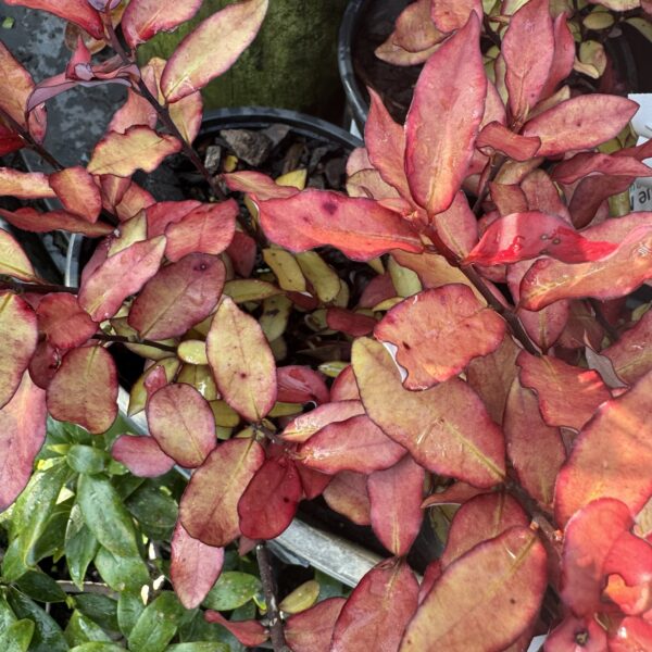 Pseudowintera 'Red Glow'-2L