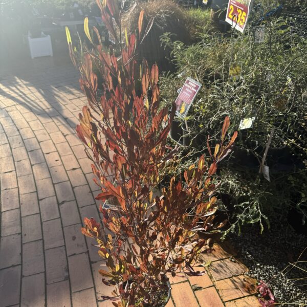 Dodonaea Viscosa 'Purpurea Ake Ake' 4L