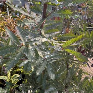 Acacia 'Baileyana Purpurea' 2L