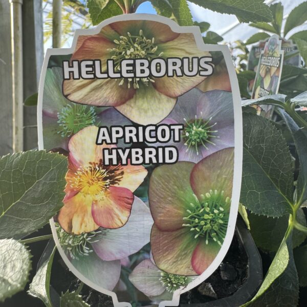 Helleborus Apricot 1L