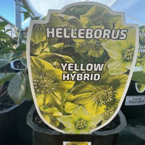Helleborus Yellow Hybrid 1L