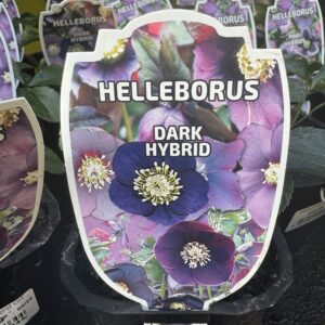 Helleborus Dark Hybrid 1L