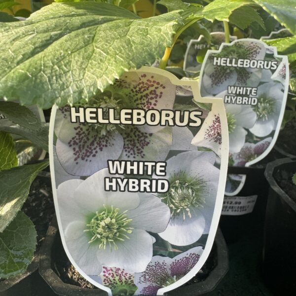 Helleborus white hybrid 1L