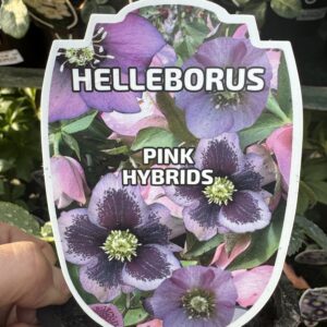 Helleborus 'Pink Hybrid' 1L