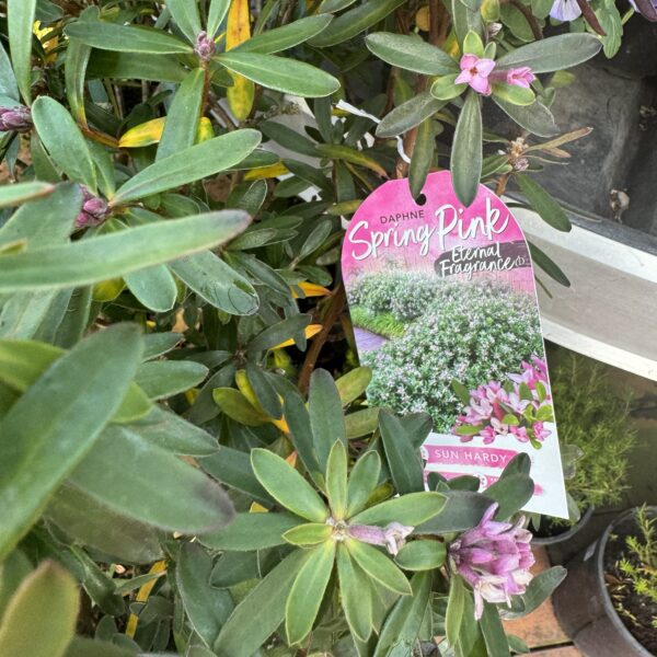 Daphne 'Spring Pink' 15L