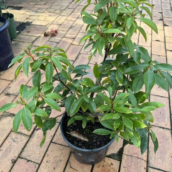 Kalmia latifolia 'Tawa Glen' 6L
