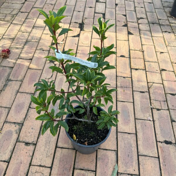Kalmia latifolia 'Ostbo Red' 6L