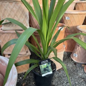 Cordyline 'Broadsword' 3.3l