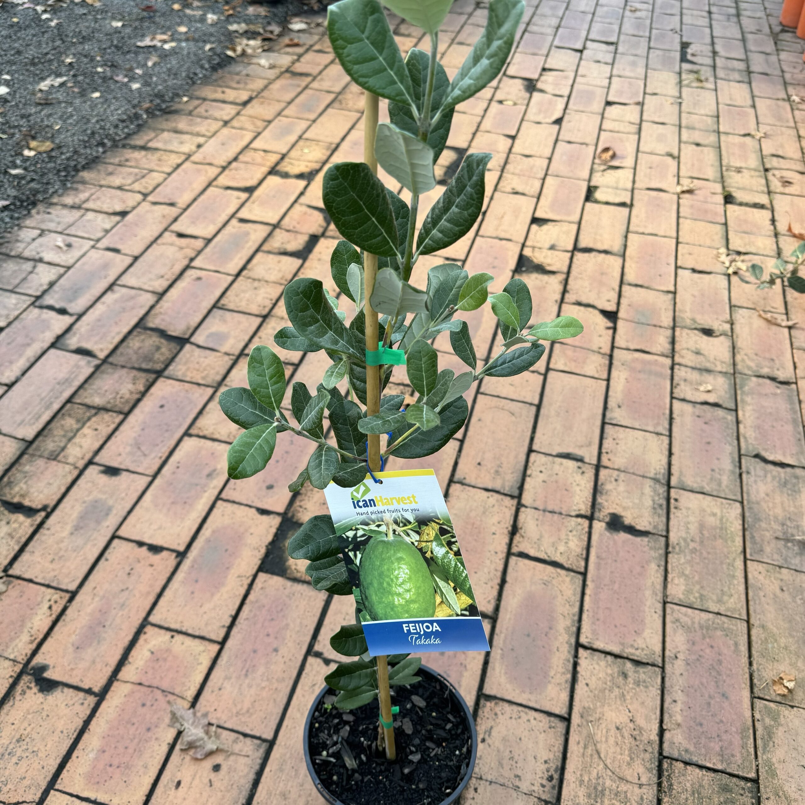 Feijoa 'Takaka' 3.3L Lushingtons