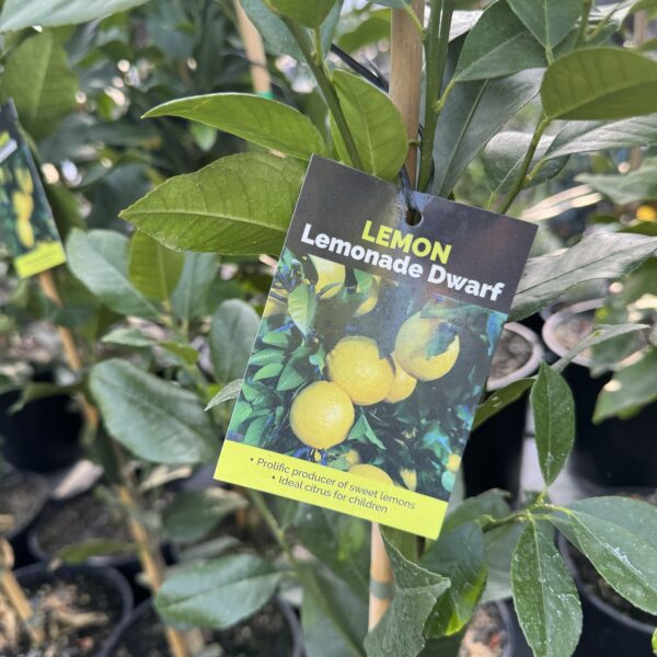 Citrus 'Lemonade' Dwarf 4.7L