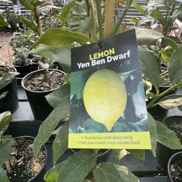 Citrus Lemon 'Yen Ben' Dwarf 4.7L