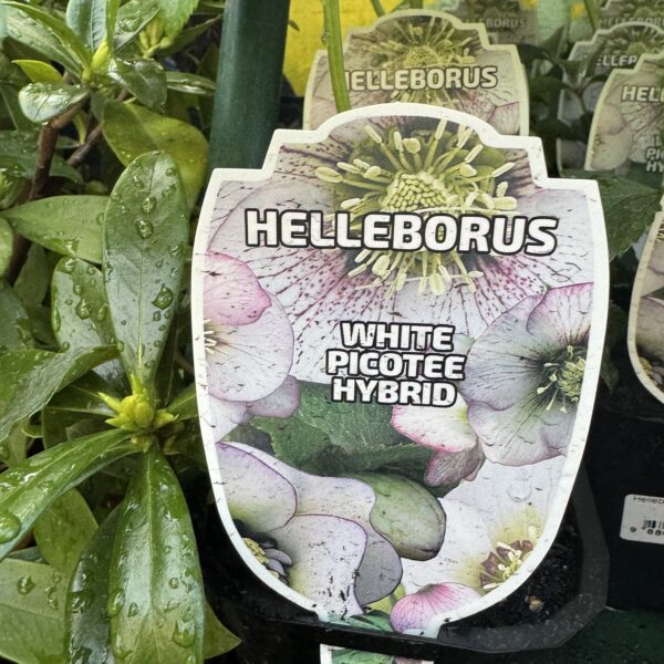 Helleborus White Picottee 1L