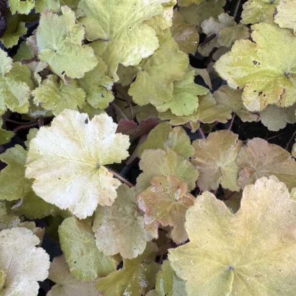 Heuchera 'Caramel' 1.5L