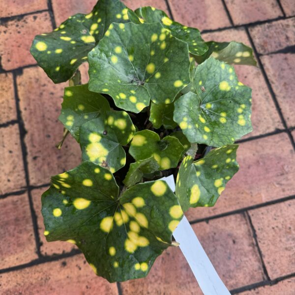 Ligularia 'Spotted Leopard' 2L