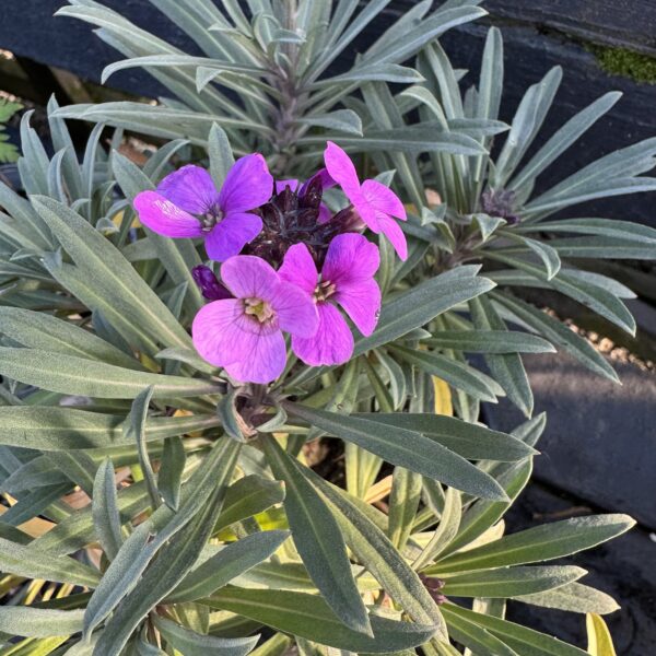 Erysimum 'Bowles Mauve' 2L