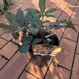 Helleborous 'Marlon' 2.5L