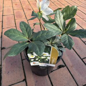 Helleborus 'Jasper' 2.5L