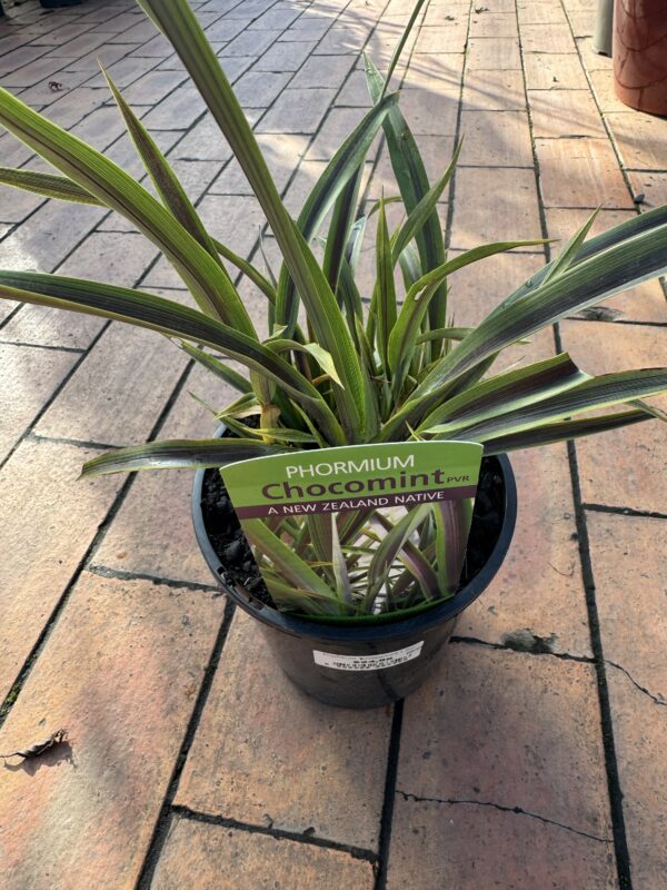Phomium 'Chocomint'1.5L