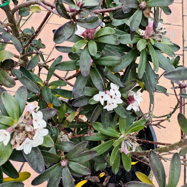 Daphne 'Eternal Fragrance' 6L