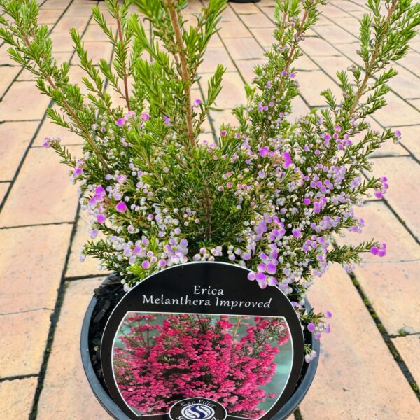 Erica -Melanthera 'Impoved'-2L