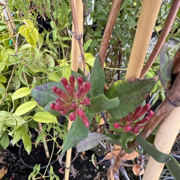 Lonicera 'Fire Cracker' 2L