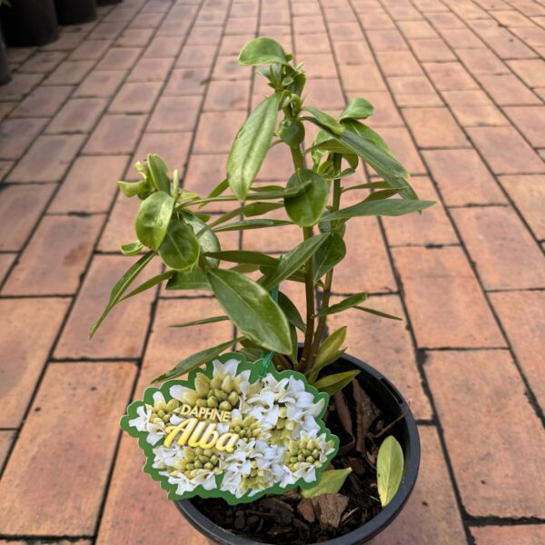 Daphne 'Alba' 3.5L