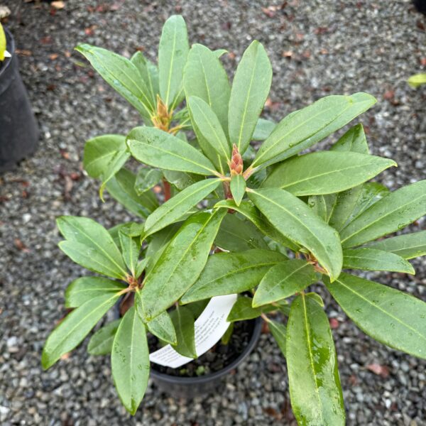 Rhodo Bluebell