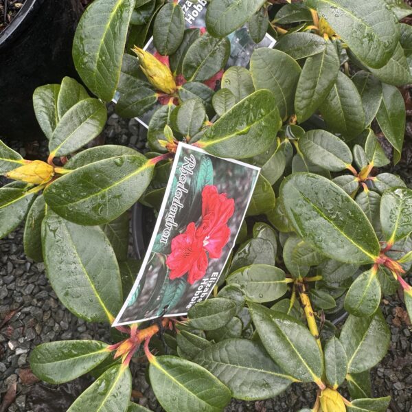 Rhodo Elizabeth Hobbie4L - Image 2