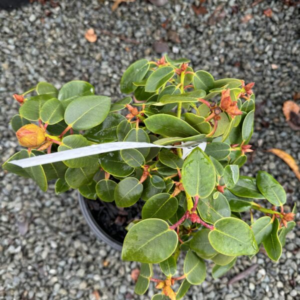 Rhododendron 'Jumping Jeff' 6L