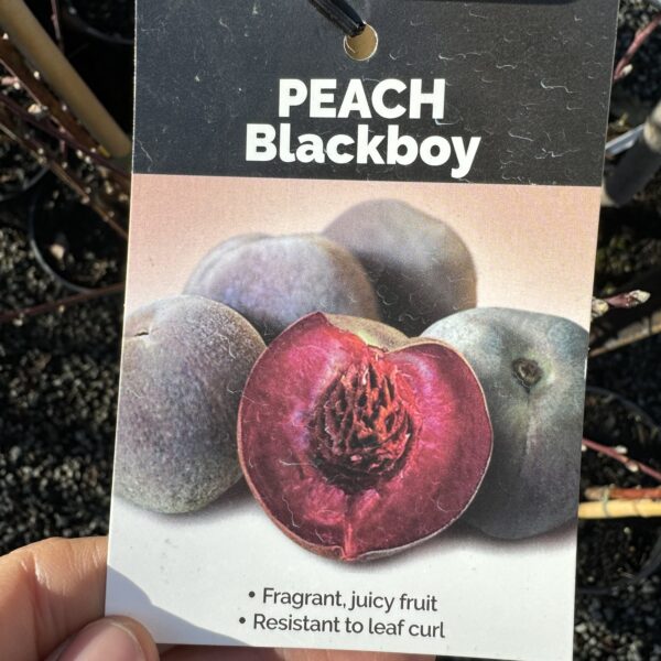 Peach 'Blackboy' 4.7L