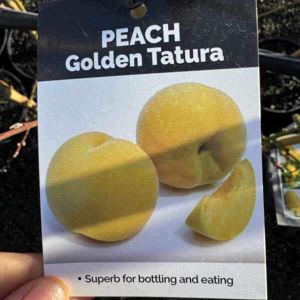 Peach Dew Drop 'Golden Tatura' 4.7L