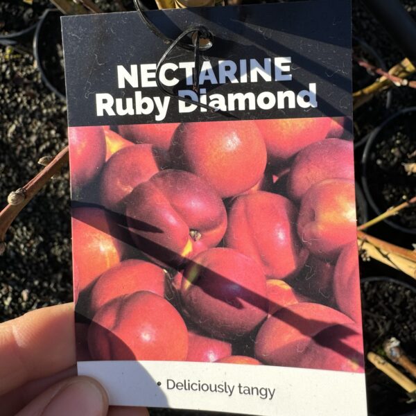 Nectarine Sherbert 'Ruby Diamond' 4.7L