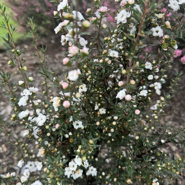 Leptospermum 'Wiri Linda' - Image 2