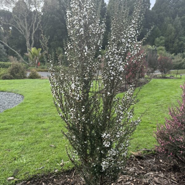 Leptospermum 'Wiri Linda'