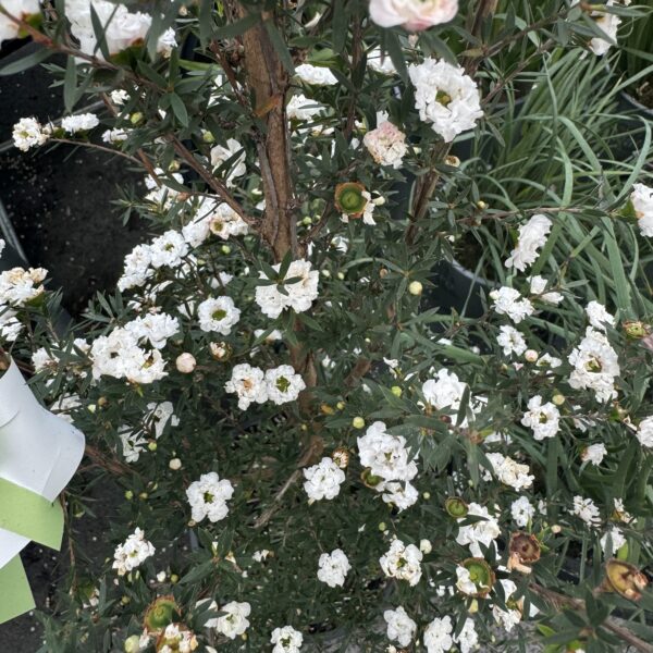 Leptospermum 'Wiri Linda' - Image 3