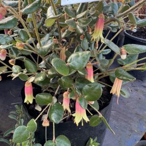 Correa 'Marions Marvel'