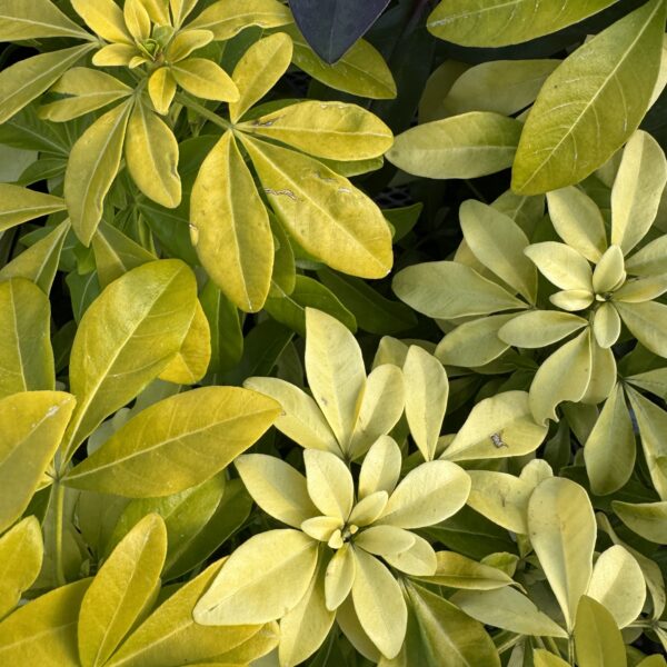 Choisya Ternata 'Sundance' 4L