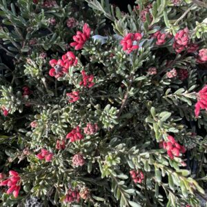 Grevillea 'Winter Delight' 2.5l