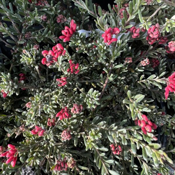 Grevillea 'Winter Delight' 2.5l