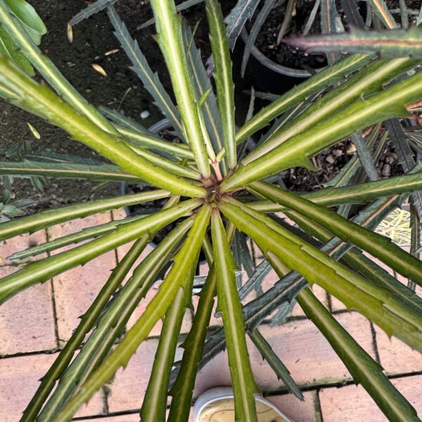 Pseudopanax 'Fiddlesticks'-2L