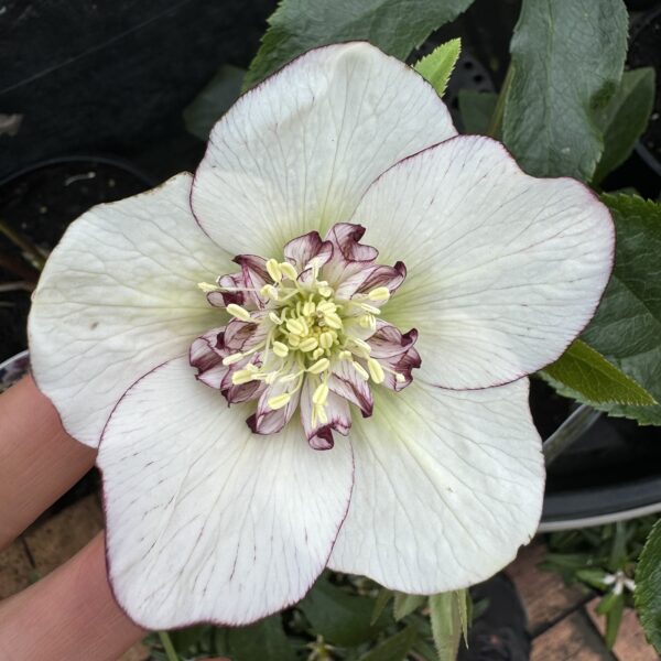 Helleborus x hybridus | Anemone Centered 2L - Image 4