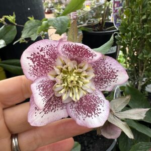 Helleborus x hybridus | Anemone Centered 2L