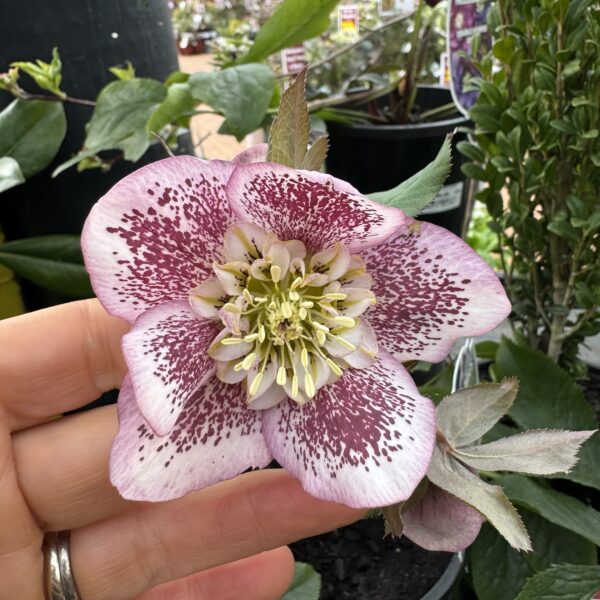 Helleborus x hybridus | Anemone Centered 2L