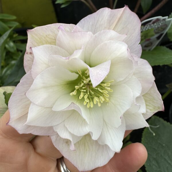 Helleborus 'Double' Hybrid 2L - Image 5