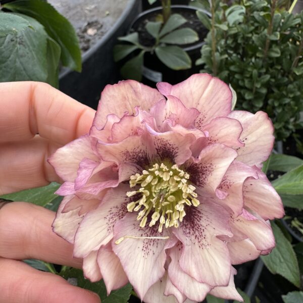 Helleborus 'Double' Hybrid 2L
