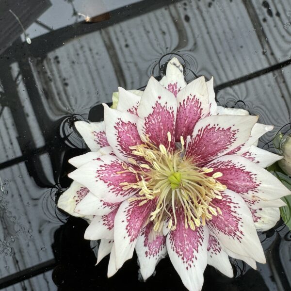Helleborus 'Double' Hybrid 2L - Image 2